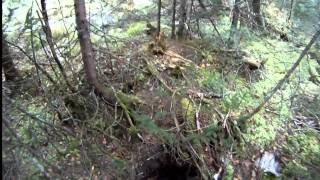 Spruce grouse hunting Reserve de Portneuf