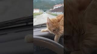 Russia,A Cat by Car #short