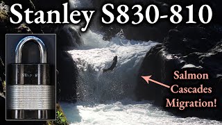 278) Stanley S830-810 Picked and Gutted at Salmon Cascades Migration, Olympic National Park