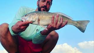 Mangrove Snapper & 21" Spotless Red Drum On Pilchards - Point of Rocks, Siesta Key