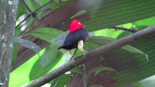 Red capped Manakin | Ceratopipra mentalis