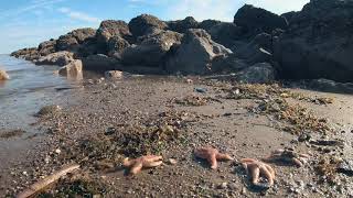 Starfish Chasing The Tide @ Pensarn Beach, North Wales