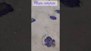 Purple Jellyfish spotted at kerala beach #shorts