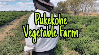 Pukekohe Vegetable Farm 🥕🍅