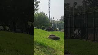 Houli ground Taichung #taiwan #cricket #sky#reels #shorts