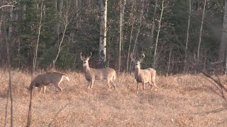 Whitetail bucks in Alberta