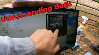 Ultrasounding 94 Bulls