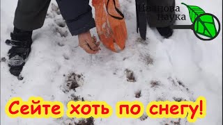 ЭТИ СЕМЕНА СЕЙТЕ ХОТЬ ПО СНЕГУ! Посеешь осенью - отдохнешь весной!