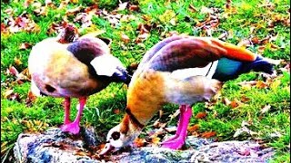 Two Egyptian Geese beside a puddle