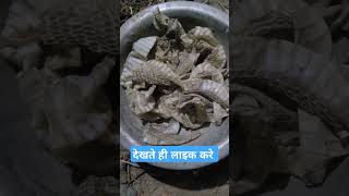 देखते ही लाइक करें भाग नहीं चमक  तो कहना  #snake_rescue_muzaffarpur #snake #snakerescueteam