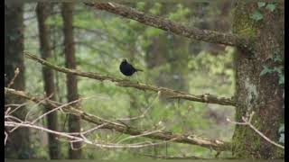 garden birds