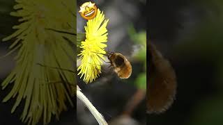 Lovely insect on a flower  / Joli insecte sur du tussilage #suisse #wildlife #nature