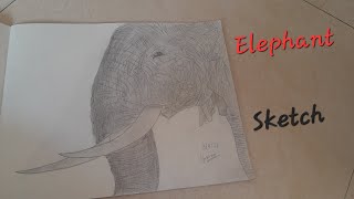 elephant sketch 🐘