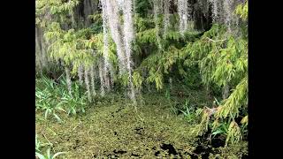 Wild Florida Airboat Ride