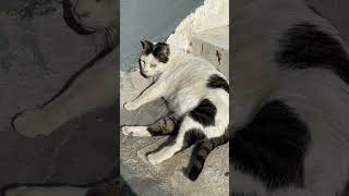 Cats in Athens,  Greece