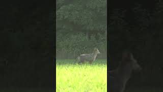 Mad Coyote Gets Blasted! #foxpro #coyote #hunting #shorts