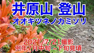 【福岡県 井原山】オオキツネノカミソリ2021/7/21撮影 例年7月中旬 ~下旬見頃