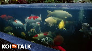 A Very SPECIAL KOI POND In The UK!