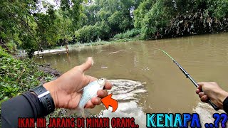 Mancing bader sirip merah pakai umpan RASHBORA ternyata joss ||dikala sungai lagi banjir @oyen15