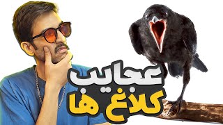 پرفسور کلاغ وارد می شود