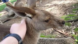 Lone Pine Koala Sanctury