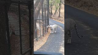 Tiger Safari (Bannerghatta zoo) #youtubeshorts  #shortsvideo    #shorts  🐅