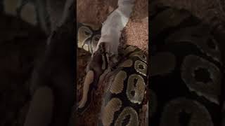 Ball python eating is so cool