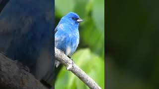 Indigo #naturelovers #indigobunting #birdlovers #birds #bunting #wildlife #nature 5-29-24