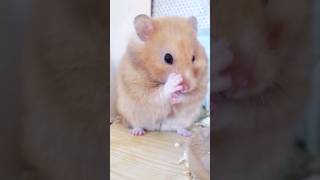 Hamster 😍