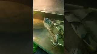 Turtle Treatment Vitamin A #redearedslider #turtle Turtle not eating food #wow #effort #video #new