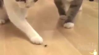 The Demise of a Spider by cats with voiceover! (graphic language)