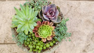 Succulent Arrangement of the Day