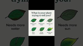 What is Your Plant Trying to Tell You?    #gardeningideas #gardeningtips #gardeninghacks #plants