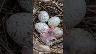 Cardinal nest