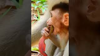 What does the cute baby #monkey eat? #shorts