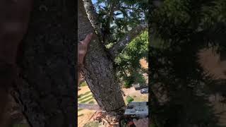 Jeff Schroeder goes #beastmode on the #fir #treeremoval