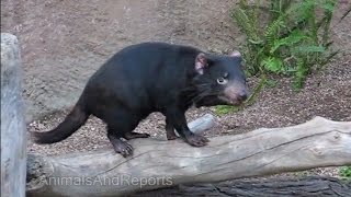 Tasmanian Devil