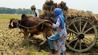 How a woman driver drives a bullock cart loaded with paddy