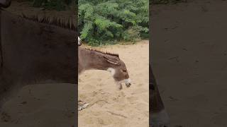 #donkey #animals #youtubeshorts #shorts #shortvideos