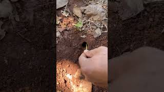 A couple crickets Vs Black ants #shorts #cricket #nature #insects #blackants #survivalskills