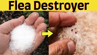 Flea Destroyer - How to Kill Fleas in Carpets and furniture in the house fast