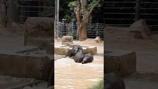 Kid very enjoy watching baby elephants play with each other in the the pool.