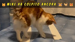 😺Mike ha colpito ancora 😹🐈😻