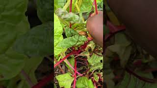 Satisfying vegetable harvesting