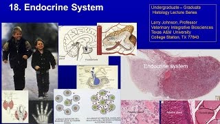 18b. Endocrine part 2 Lecture