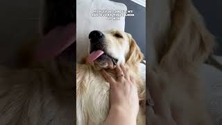 Is this Golden Retriever Squishy?