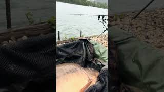 Carpfishing Croatia Zajarki 34,6 kilo April 2024 / #fishing #carpfishing #angeln #carp #bigcarp