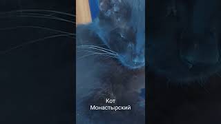 Кот Монастырский.Латрун. #shortsvideo #animals #israel #котик