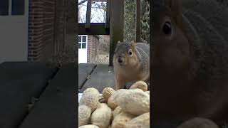 It's a feast! I'm drooling! 🤤 #feedingsquirrels #squirrels #backyard #peanuts