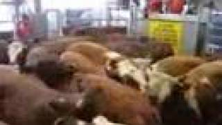 Dry weather brings flush of cattle to Swan Hill markets